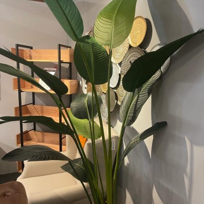 *6" TRAVELLER PALM WITH POT