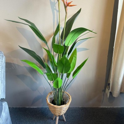 *SKYBIRD PLANT WITH POT