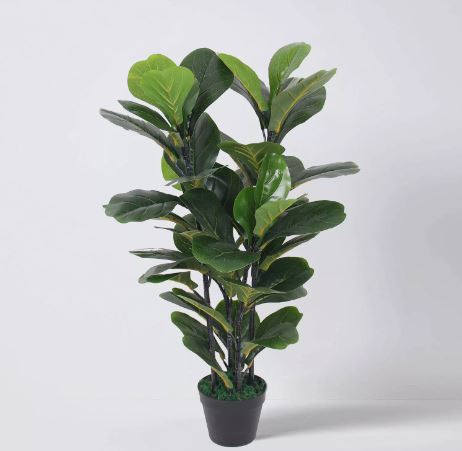 Fiddle Leaf Fig 6FT