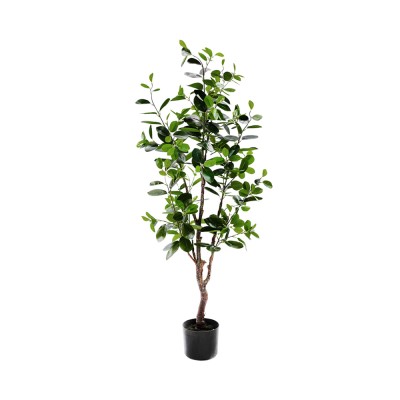 *FICUS PLANT WITH POT