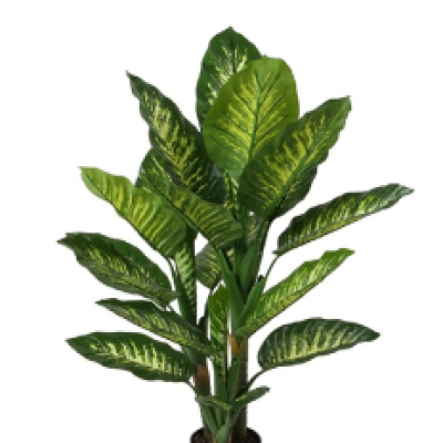*DIEFFENBACHIA WITH POT